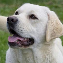 Blake - Labrador Retriever