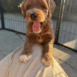 Goldendoodle Puppies from Summer Sun Doodles