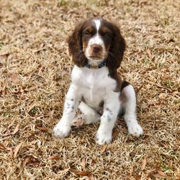 English Springer Spaniel Puppies from 31 Pines Springers & Retrievers