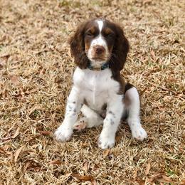 English Springer Spaniel Puppies from 31 Pines Springers & Retrievers