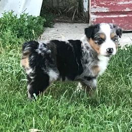 Australian Shepherd Puppies from Auspicious Australian Shepherds