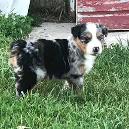Australian Shepherd Puppies from Auspicious Australian Shepherds