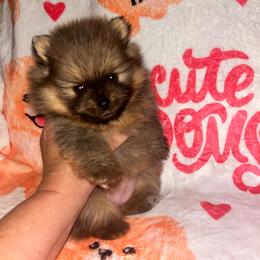 Sharon - Orange sable female Pomeranian puppy in Zavalla, Texas from Precious Puff Poms