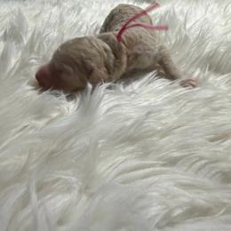 Penelope - Cream female Goldendoodle puppy in Arlington, Texas from Chambers Doodle Patch