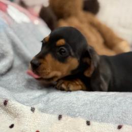 Tilly - Black and tan female Dachshund puppy in Superior, Montana from Never Land Dachshunds of Montana