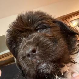 Crispix - Brown male Newfoundland puppy in Saukville, Wisconsin from Crossroads Canines ~ Newfoundland Dogs