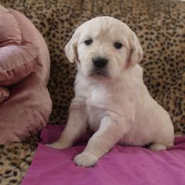 Magenta Collar - Light golden female Golden Retriever puppy in Roseburg, Oregon from Unbound Goldens