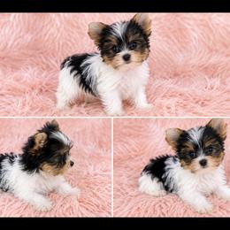 Ellie - Parti female Yorkshire Terrier puppy in Phelan, California from Tiny Tailz