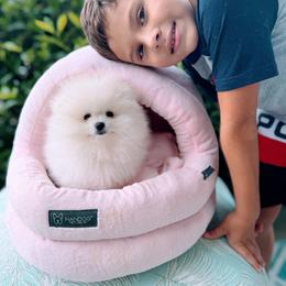 Pomeranian Puppies from Kouture Pomeranians