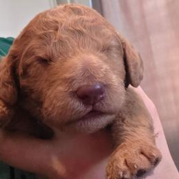 Biscuit - Apricot male Double Doodle puppy in Oceanside, California from Strong Mountain Doodles