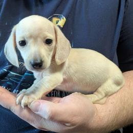 5 Raksha - Cream female Dachshund puppy in Central Point, Oregon from MRS Long Dog Ranch