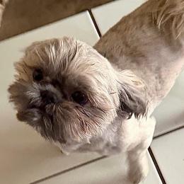 Benny - Brindle male Shih Tzu puppy in Victorville, California from RUMBLE n TUMBLE