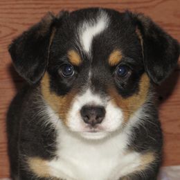 Cardigan Welsh Corgis from Lady Luna's Cardigan Welsh Corgis