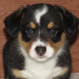 Cardigan Welsh Corgis from Lady Luna's Cardigan Welsh Corgis