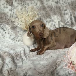 Ducky - Dachshund