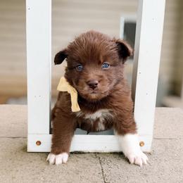 Virea - Chocolate female Pomsky puppy in Cleveland, Ohio from Lake Point Pomskies