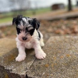Rudolph - Black & tan tri-color male Morkie puppy in Oakland, Kentucky from Imperial Dogs