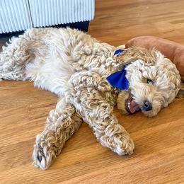 All Star - Apricot male Goldendoodle puppy in Roy, Utah from Doodles are Amazing