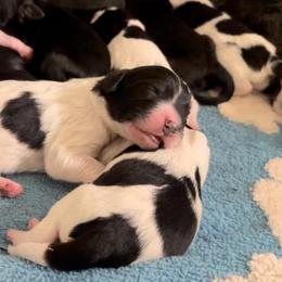 Girl 2 - female Newfypoo puppy in Cambridge, Ohio from Sweet Creek Pups