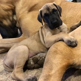 Great Dane and Portuguese Podengo Pequeno Puppies from GrinerDanes