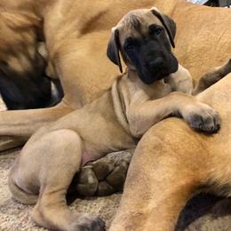 Great Dane and Portuguese Podengo Pequeno Puppies from GrinerDanes