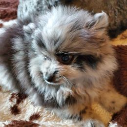 Pomeranian and Sheepadoodle Puppies from Fluffy Wonders Poms and Doodles