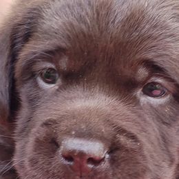 Labrador Retrievers from Creek's Edge Labradors