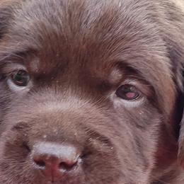 Labrador Retrievers from Creek's Edge Labradors