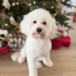 Penny - Cavapoo
