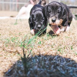 Great Dane Puppies from Tar River Great Danes