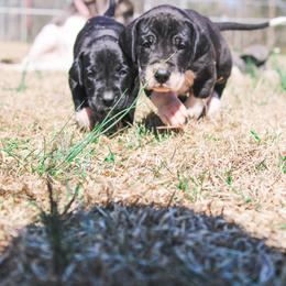 Great Dane Puppies from Tar River Great Danes