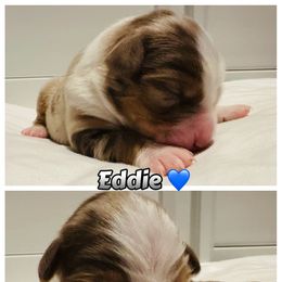 Eddie - Red merle male Australian Shepherd puppy in Palm Bay, Florida from Wiggle Butt's