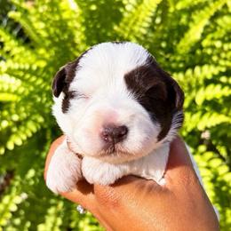 Waffles - Parti female Miniature Schnauzer puppy in Dorr, Michigan from Enchanted Paws
