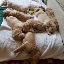 Goldendoodle Puppies from Jennifer's Canines