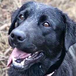 Saydee - Labrador Retriever