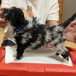 Merlin - Black merle male Mudi puppy in Raeford, North Carolina from Wodan Kennels