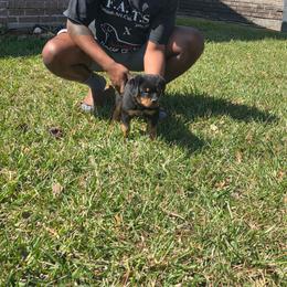 Yellow Female - Black and mahogany female Rottweiler puppy in Humble, Texas from Inexorable Haus Early Rotts