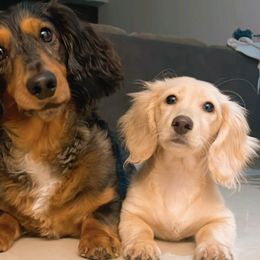 Dachshunds from Juliana's Dachshunds