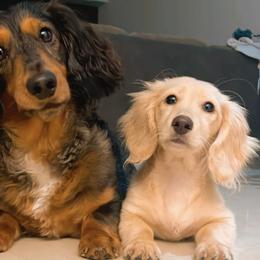 Dachshunds from Juliana's Dachshunds
