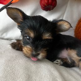 Oakley - Black and tan male Yorkshire Terrier puppy in Riverside, California from Empire Yorkies
