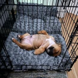 Staffordshire Bull Terrier Puppies from Moonspinner Staffords