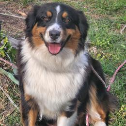 Australian Shepherds from Crab Point Australian Shepherds