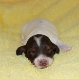 Winston - Piebald male Dachshund puppy in Staley, North Carolina from Langley Farms Dachshunds