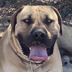 Brutus - Boerboel