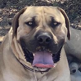 Brutus - Boerboel