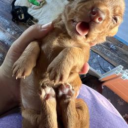 Cream Girl - Cream female Dachshund puppy in Moundville, Missouri from Edgewood Acres Miniature Longhair Dachshunds