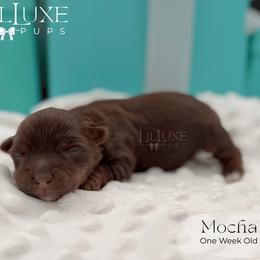 Mocha - Chocolate and tan female Yorkshire Terrier puppy in Scottsdale, Arizona from Lil Luxe Pups
