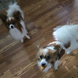 Papillon All Grown Up from Home Raised Papillon Puppies