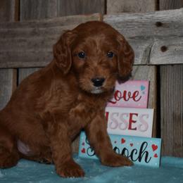 Valentino - Red  male Goldendoodle puppy in Macedon, New York from Toodles Goldendoodles