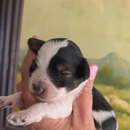 Bark Twain - Black white and tan male Cockapoo puppy in Ellensburg, Washington from Dawn to Dusk Cockapoos